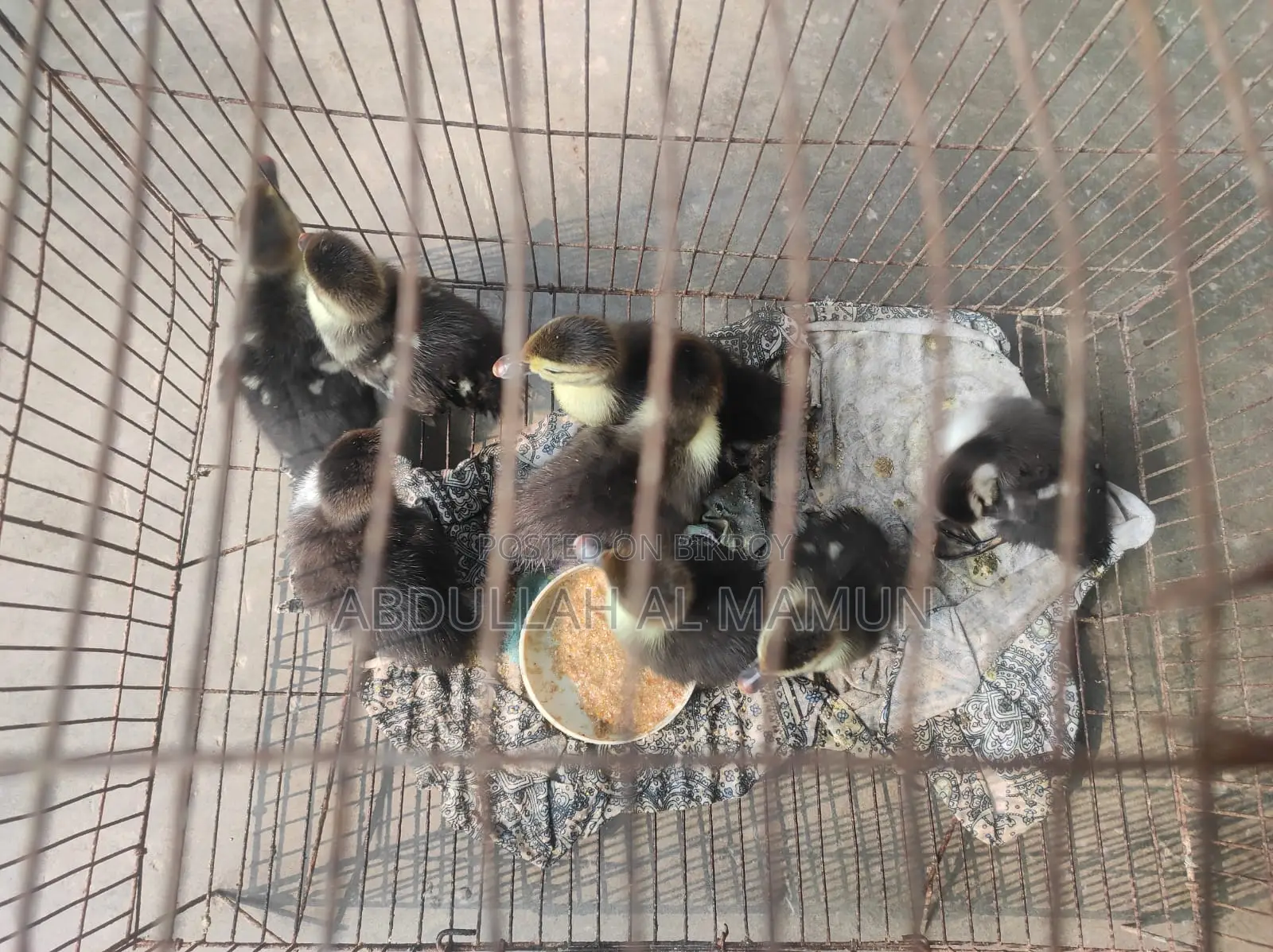 Chinese Duckling