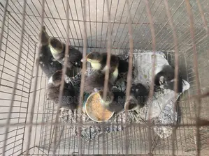 Chinese Duckling