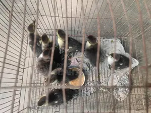 Chinese Duckling