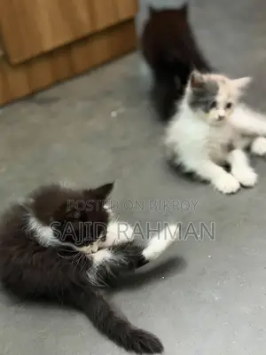 ১-৩ মাসের নারী খাঁটি পার্সিয়ান