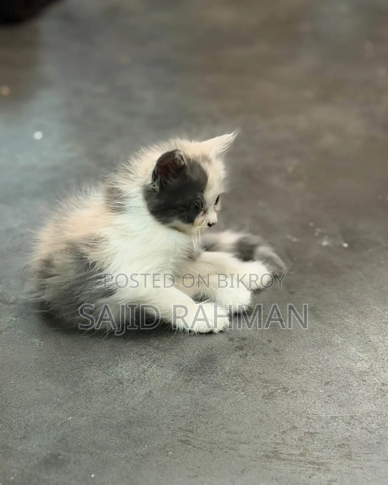 ১-৩ মাসের নারী খাঁটি পার্সিয়ান