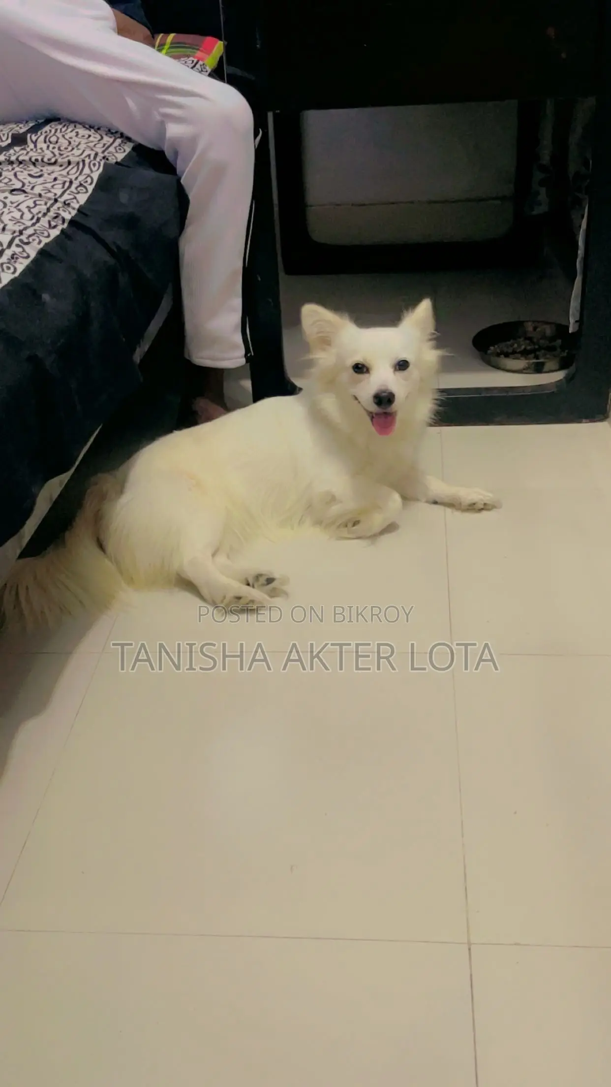 1+ year Female Mixed Breed Japanese Spitz