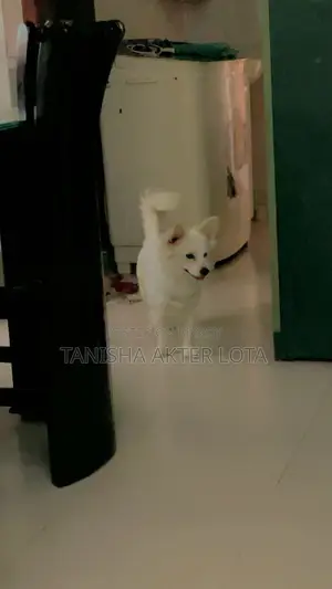 1+ year Female Mixed Breed Japanese Spitz