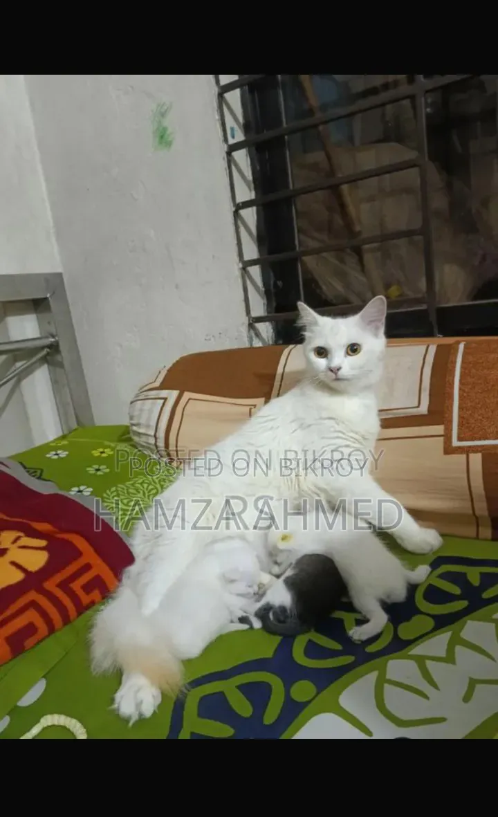 ১+ বছরের ফিমেল মিক্সড ব্রিড পার্সিয়ান