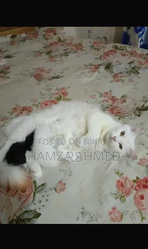 ১+ বছরের ফিমেল মিক্সড ব্রিড পার্সিয়ান