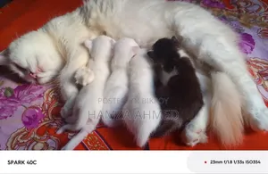 ১+ বছরের ফিমেল মিক্সড ব্রিড পার্সিয়ান