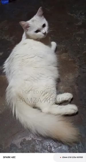 ১+ বছরের ফিমেল মিক্সড ব্রিড পার্সিয়ান