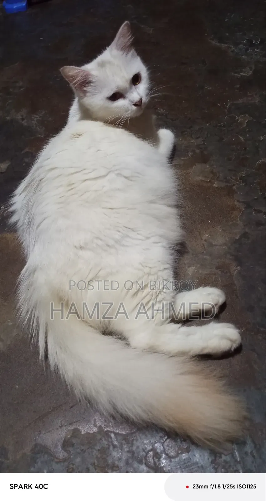 ১+ বছরের ফিমেল মিক্সড ব্রিড পার্সিয়ান