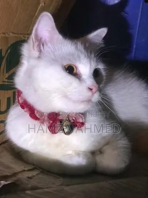 6-12 months Female Mixed Breed Persian