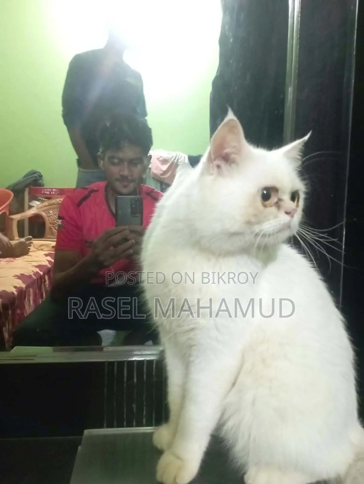 ১+ বছরের মেল মিক্সড ব্রিড পার্সিয়ান