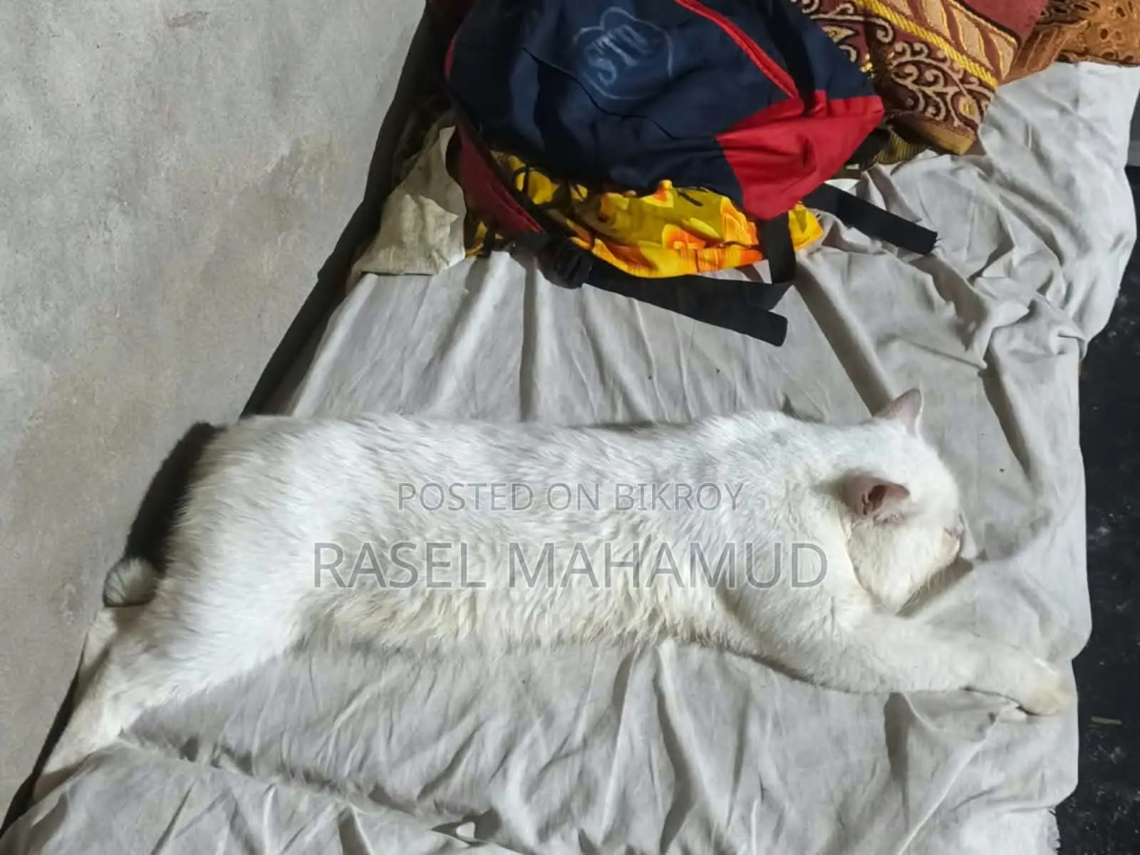 ১+ বছরের মেল মিক্সড ব্রিড পার্সিয়ান