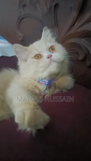 3 Months Female Purebred Persian Kitten