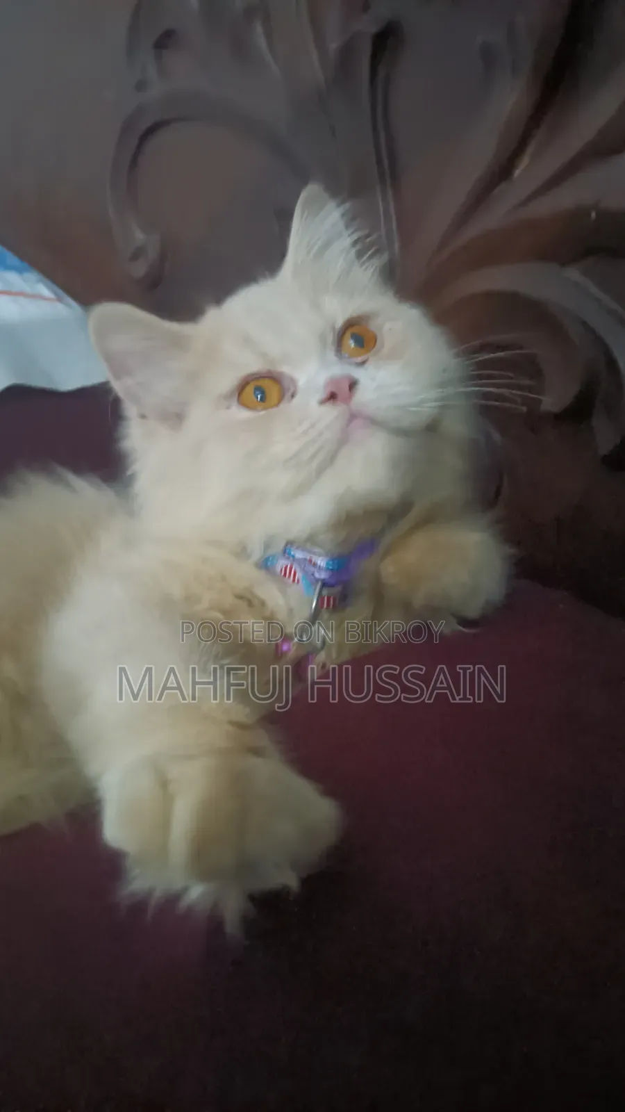 3 Months Female Purebred Persian Kitten