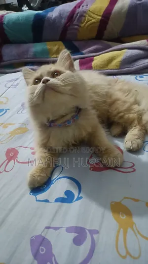 3 Months Female Purebred Persian Kitten