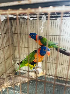 Lory Bird