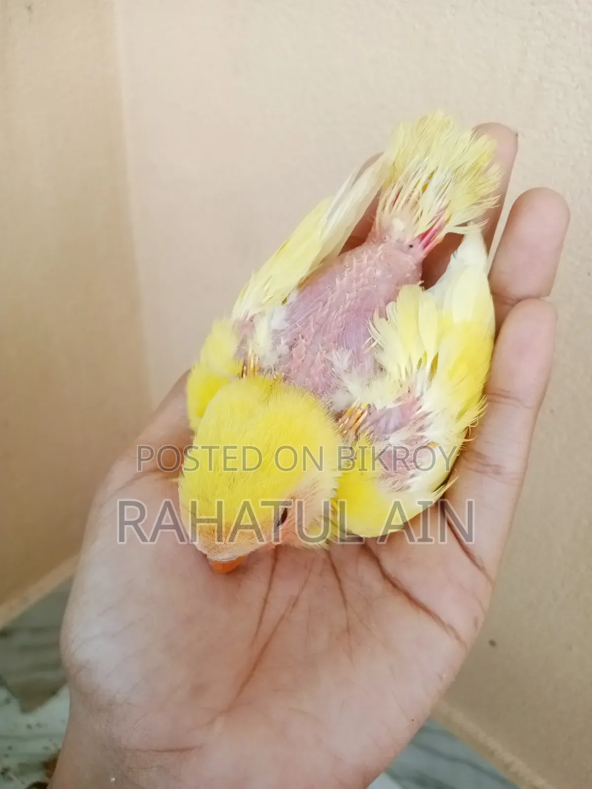 Love Bird Baby