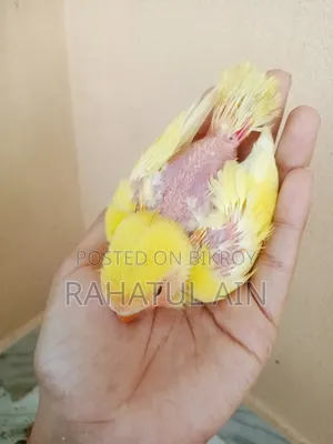Love Bird Baby