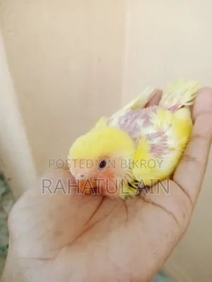 Love Bird Baby