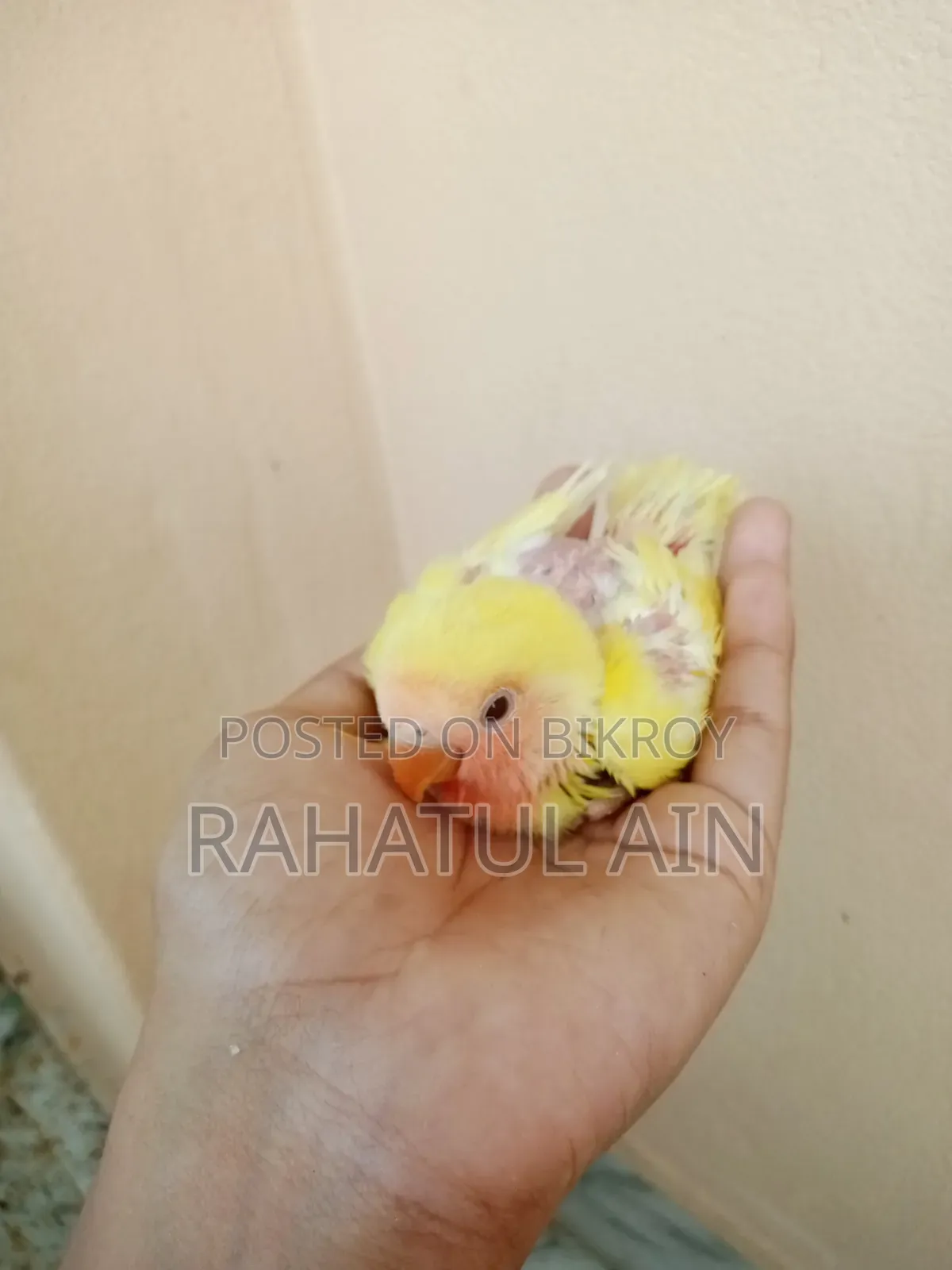 Love Bird Baby