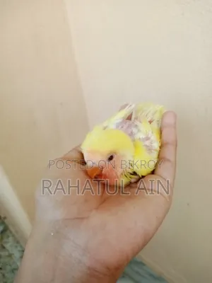 Love Bird Baby