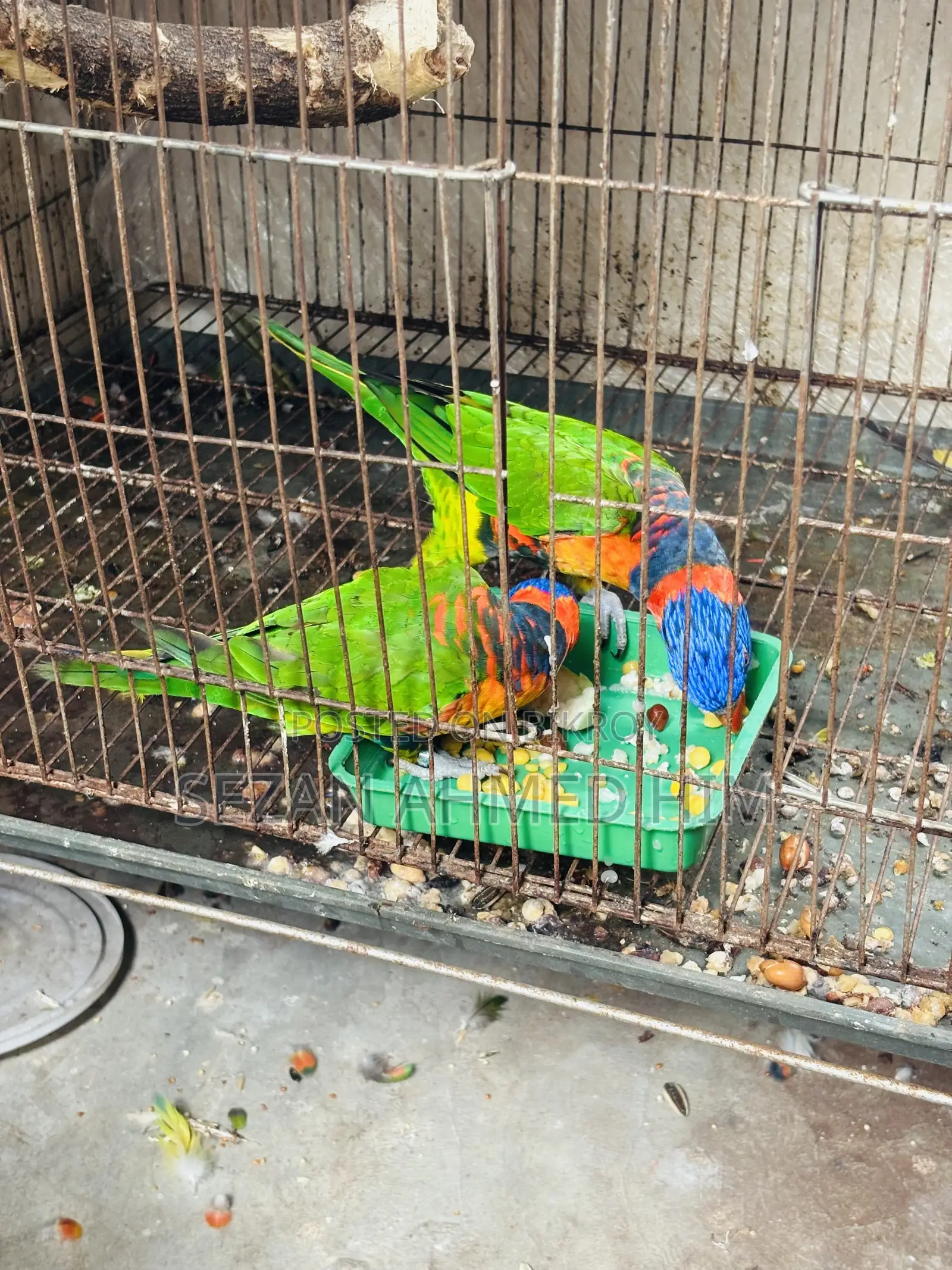 লরি পাখি
