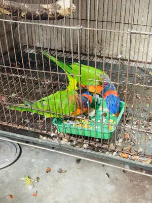 লরি পাখি