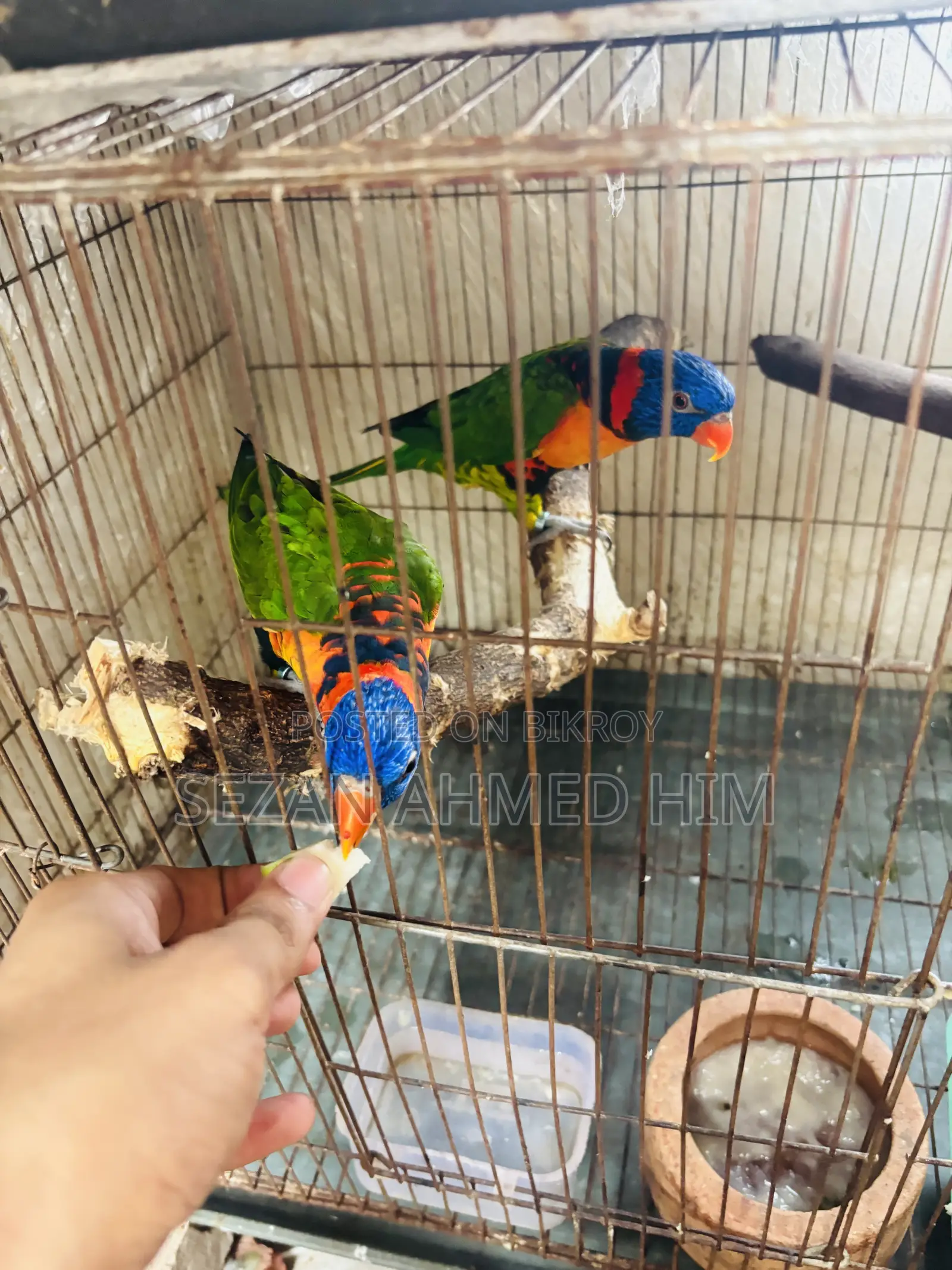 লরি পাখি
