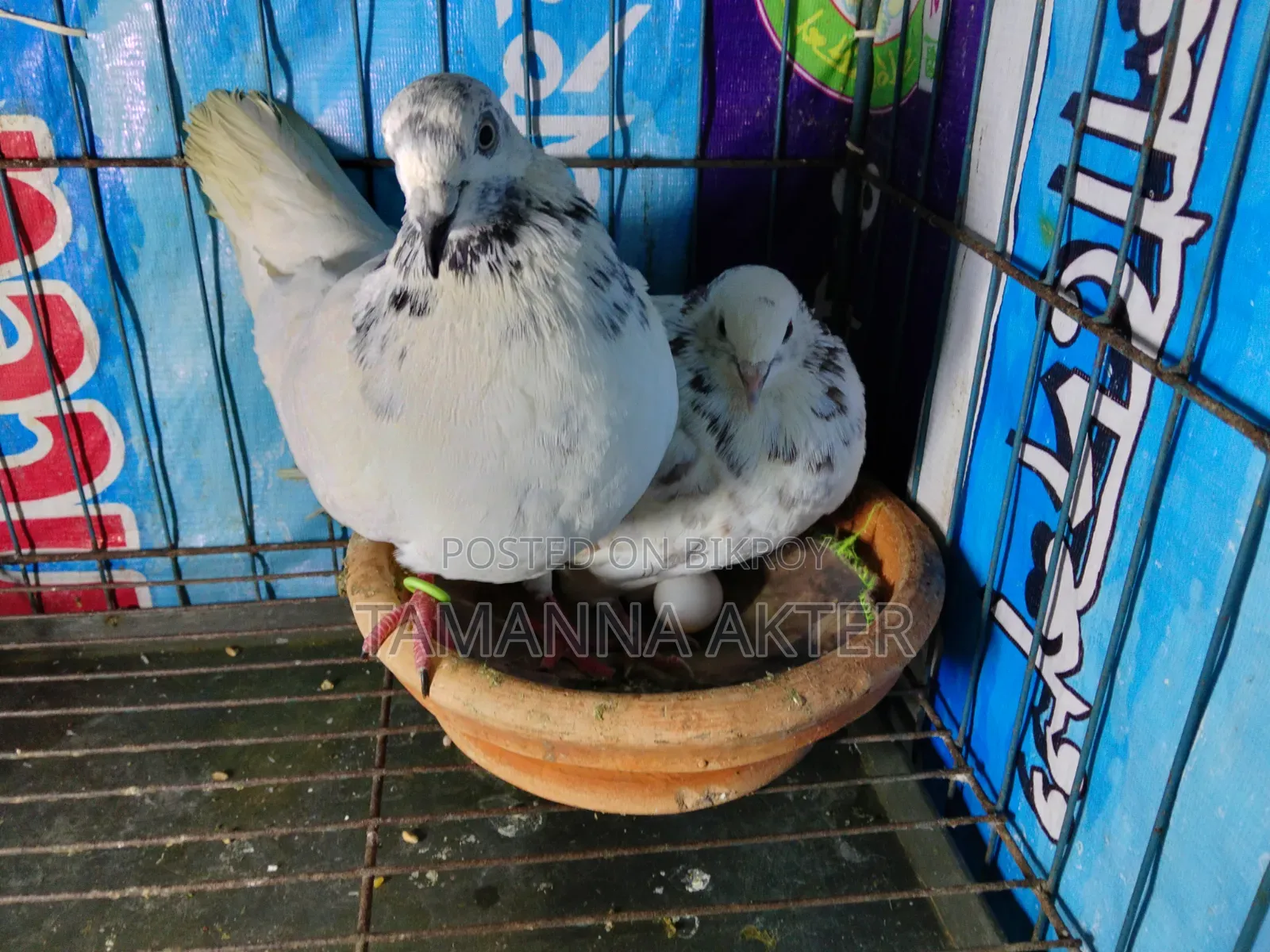 Grizzle Pigeon