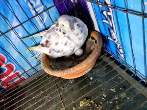 Grizzle Pigeon