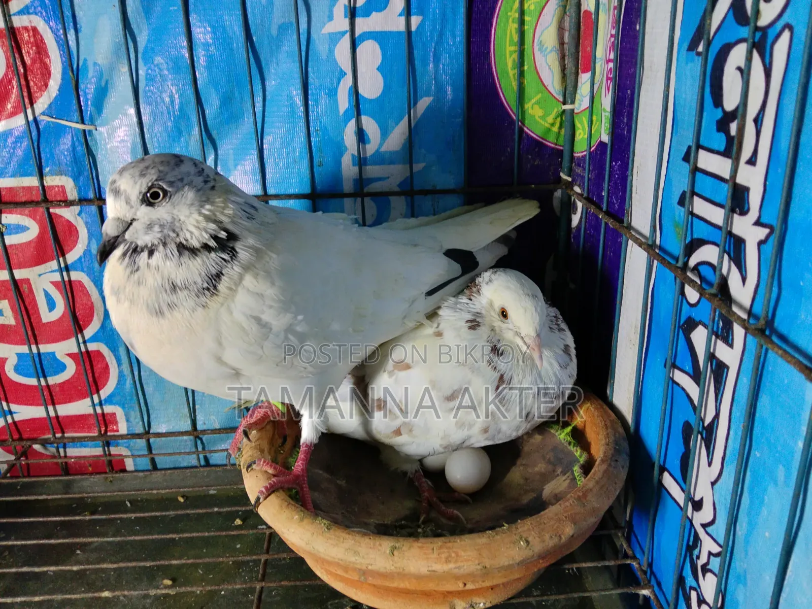 Grizzle Pigeon