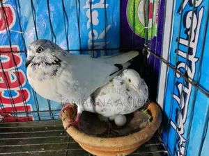 Grizzle Pigeon