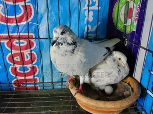 Grizzle Pigeon