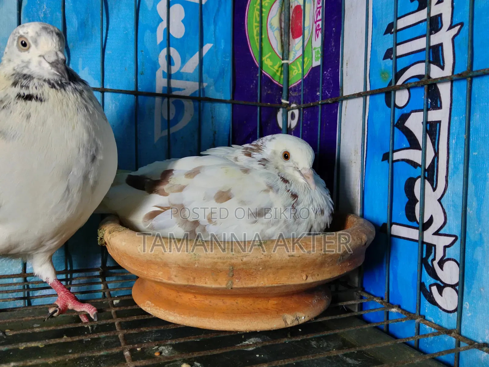 Grizzle Pigeon