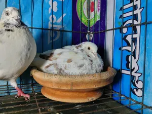 Grizzle Pigeon