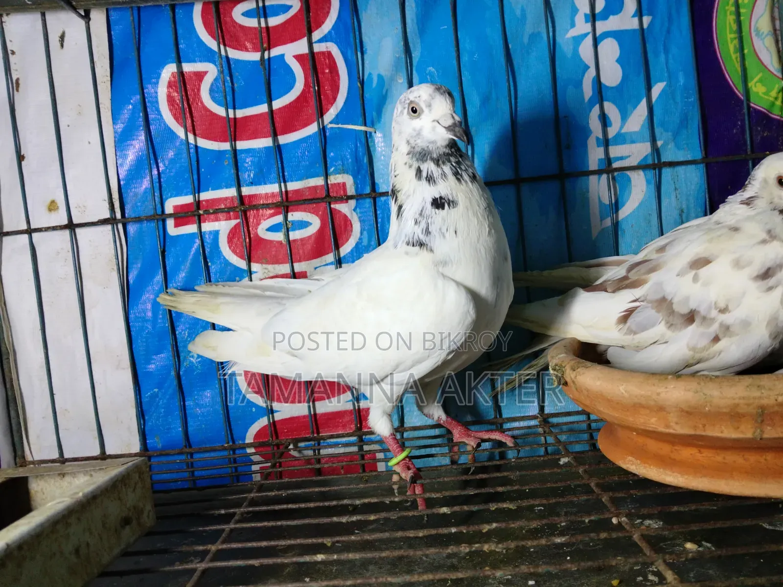 Grizzle Pigeon