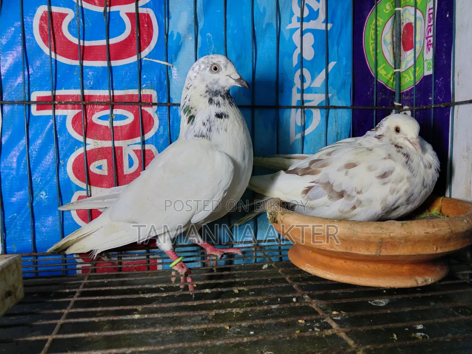 Grizzle Pigeon