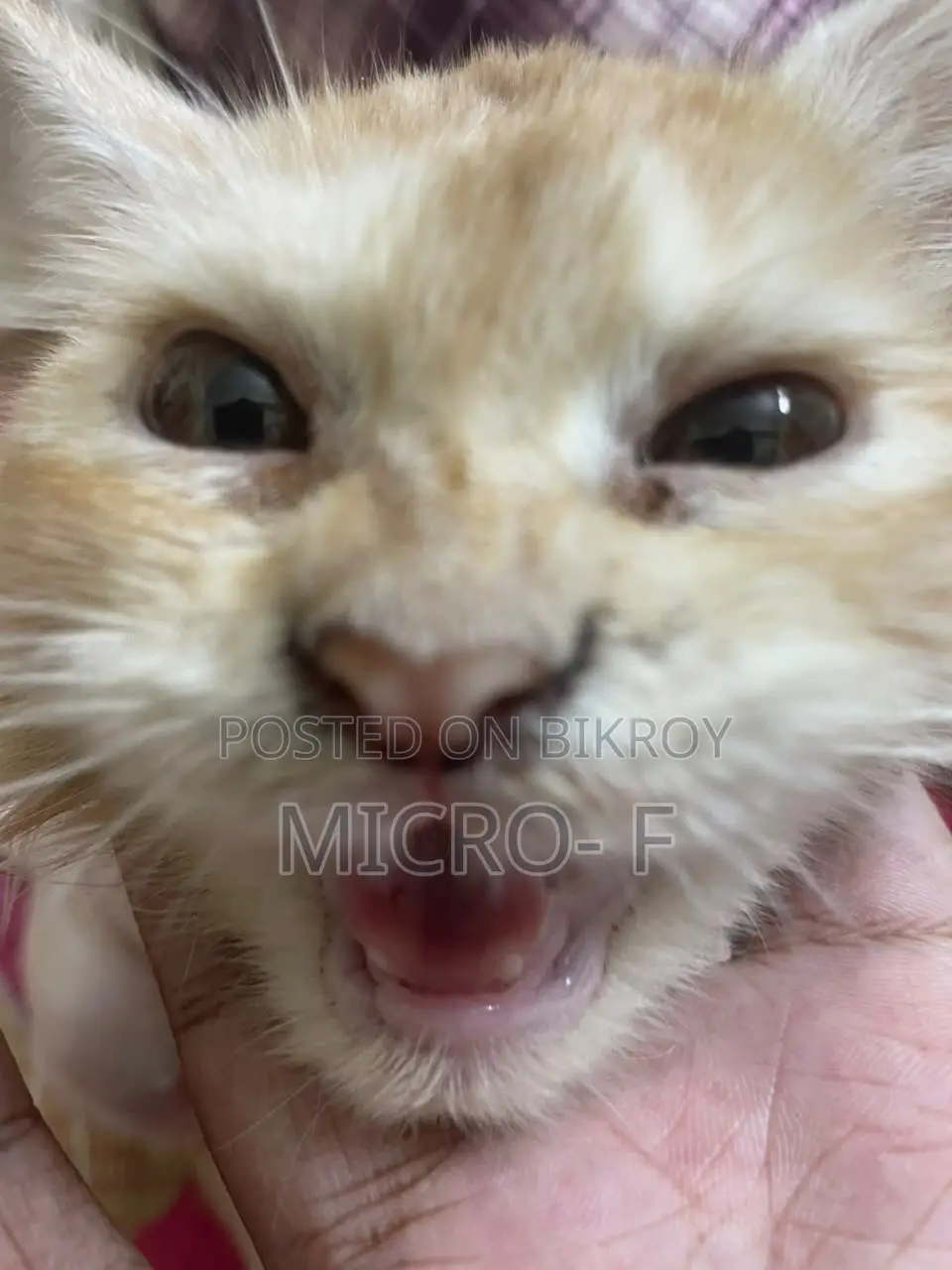 6-12 Months Male Purebred Persian