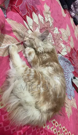 6-12 Months Male Purebred Persian