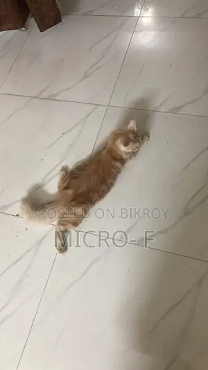 6-12 Months Male Purebred Persian