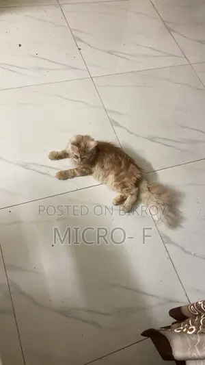 6-12 Months Male Purebred Persian