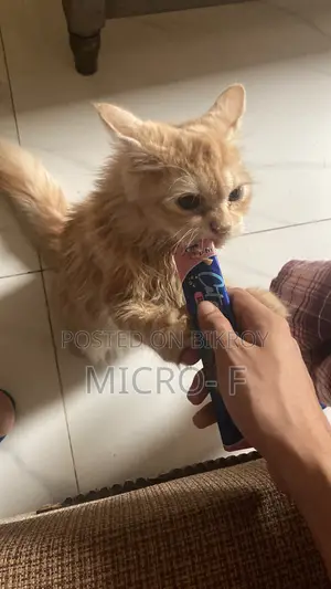 6-12 Months Male Purebred Persian