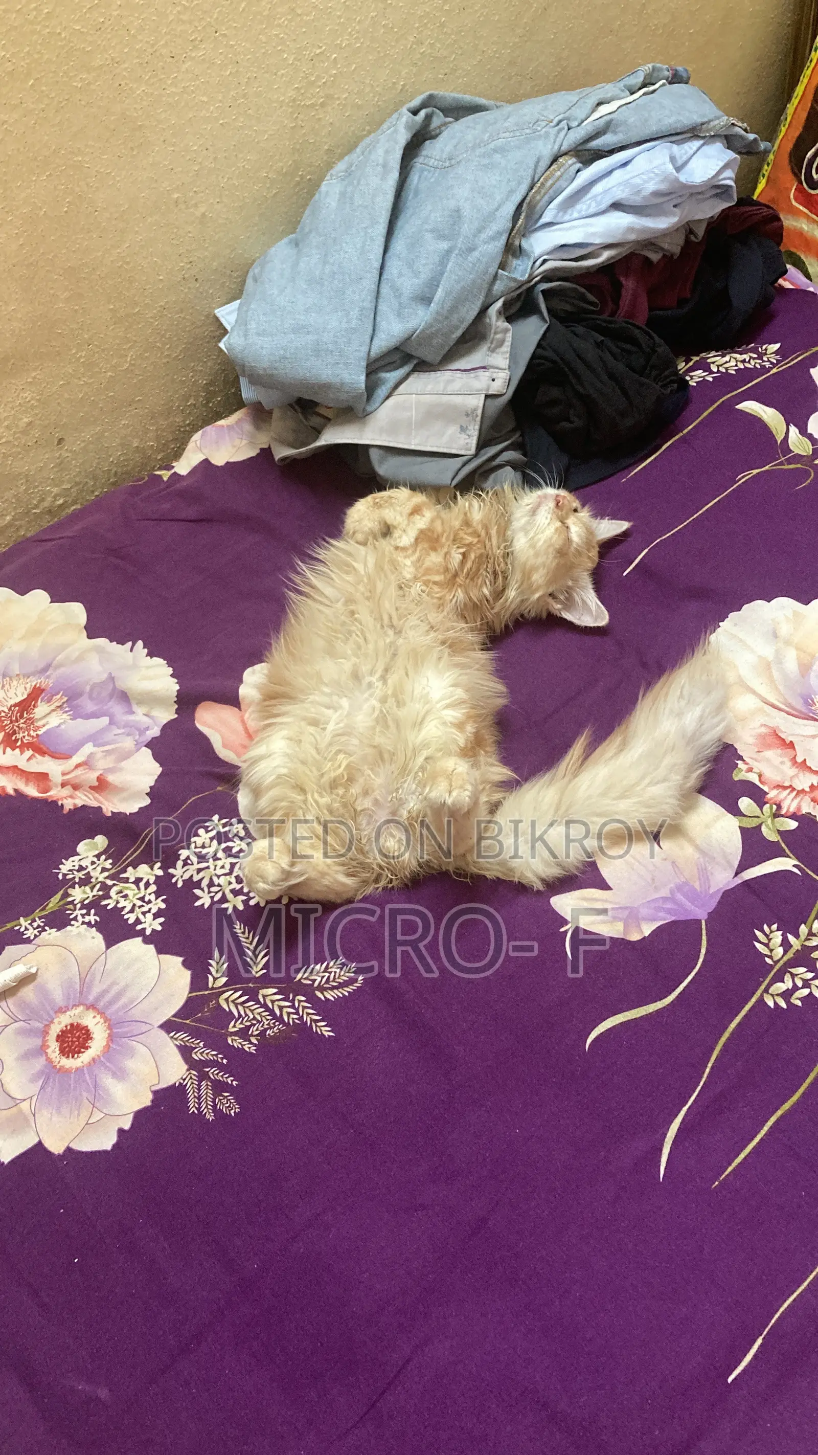 6-12 Months Male Purebred Persian