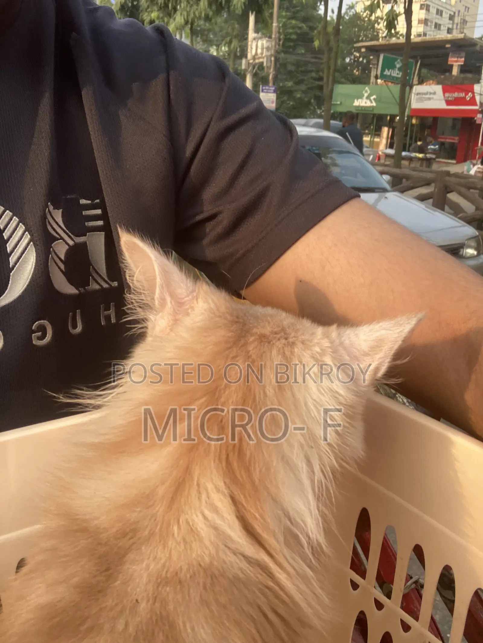 6-12 Months Male Purebred Persian