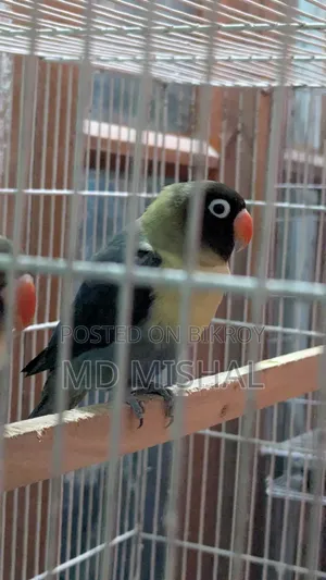 Blue Black Musk Love Bird