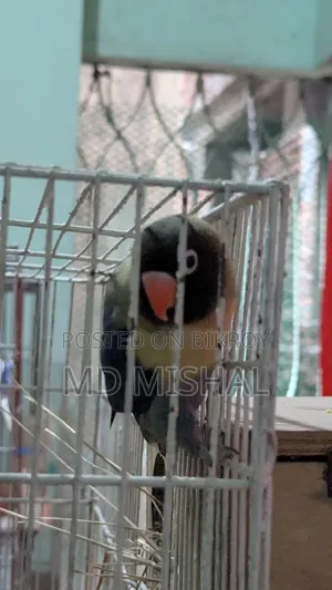 Blue Black Musk Love Bird