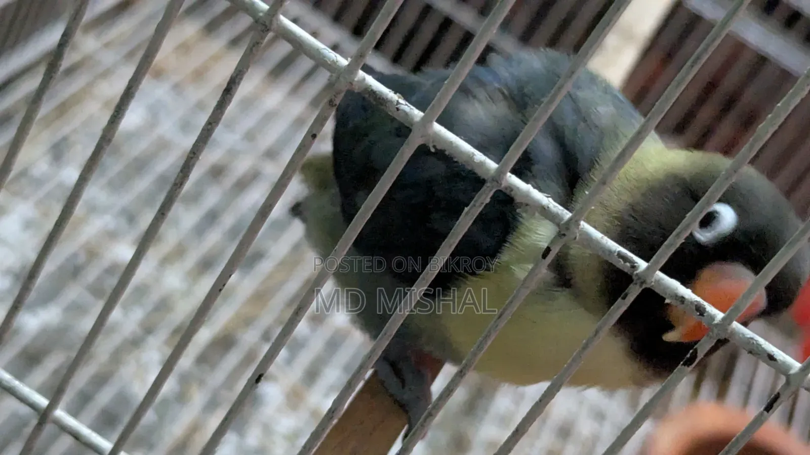 Blue Black Musk Love Bird