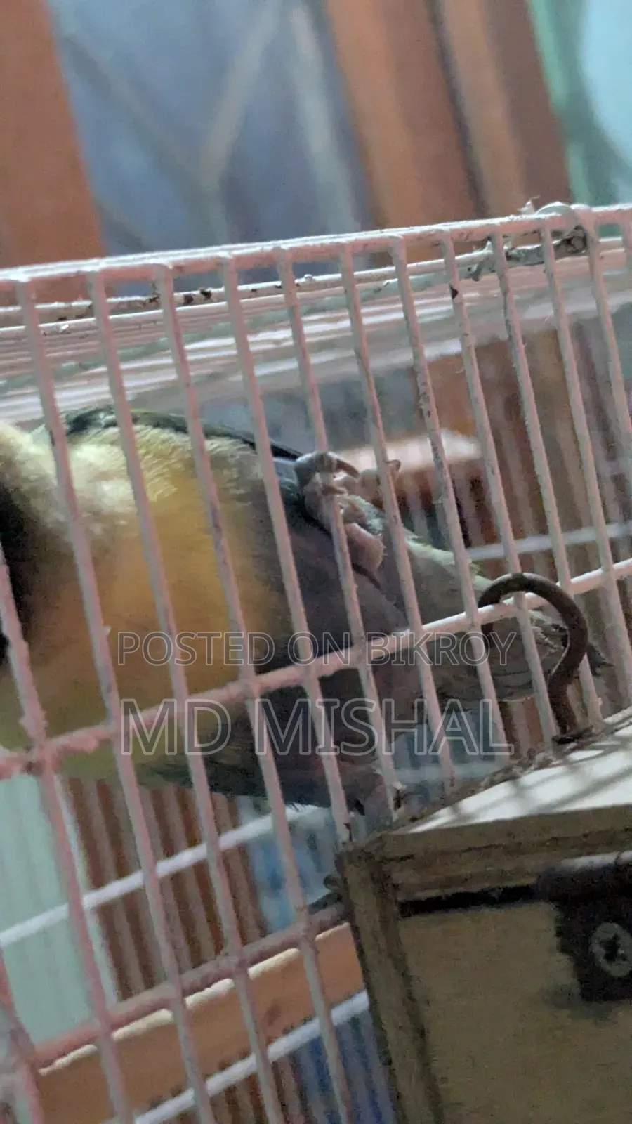 Blue Black Musk Love Bird