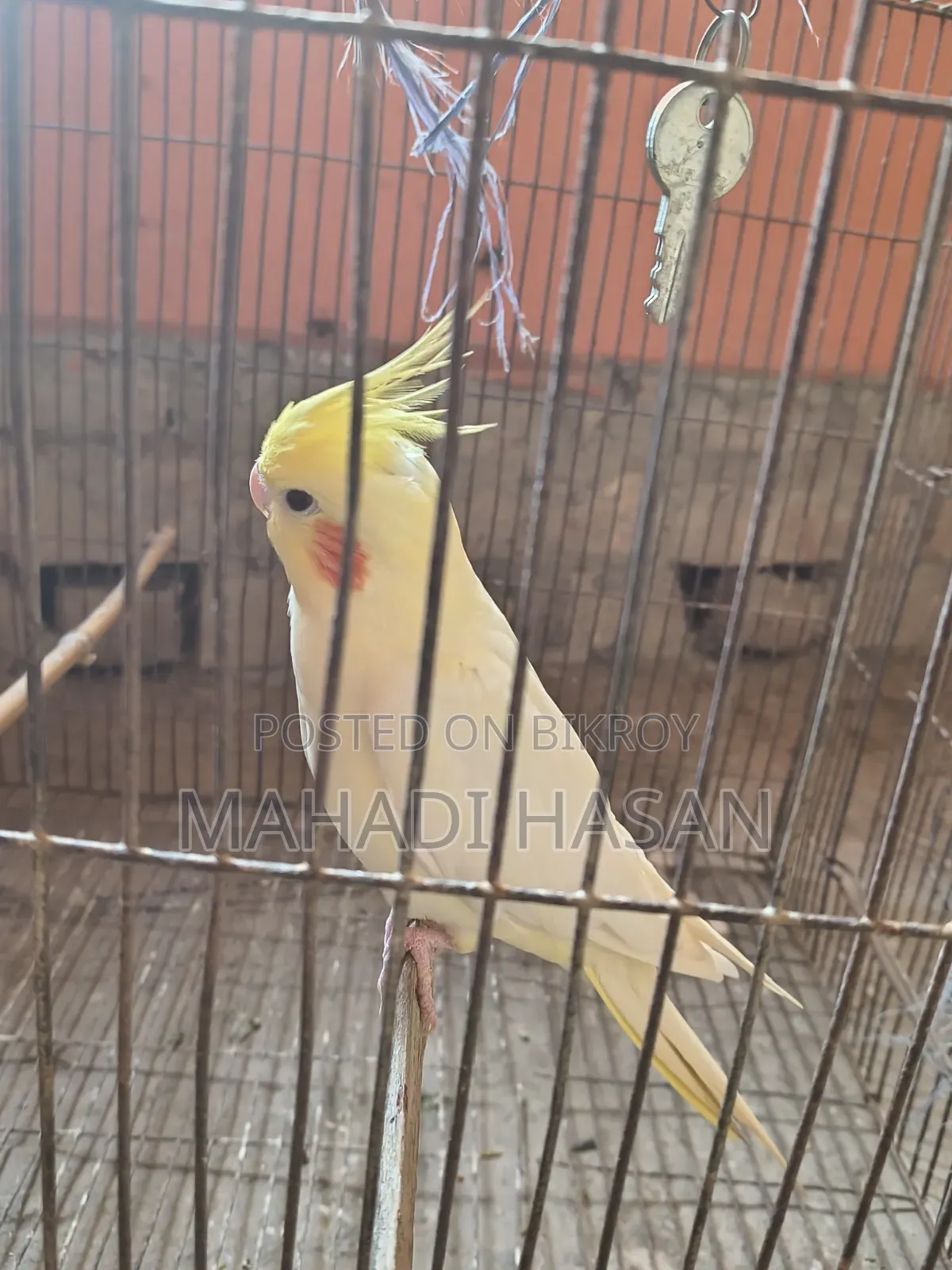 Birds for Sale