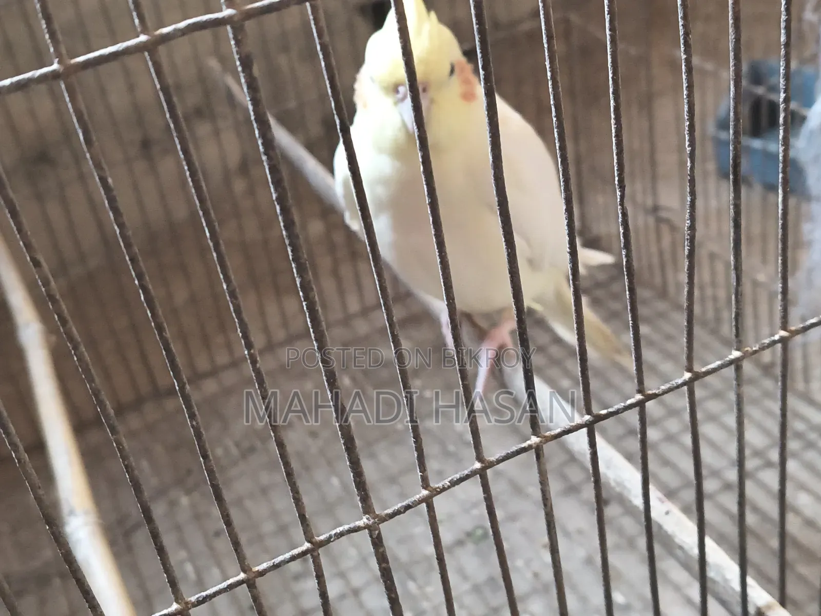 Birds for Sale