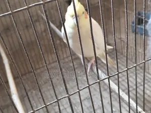 Birds for Sale